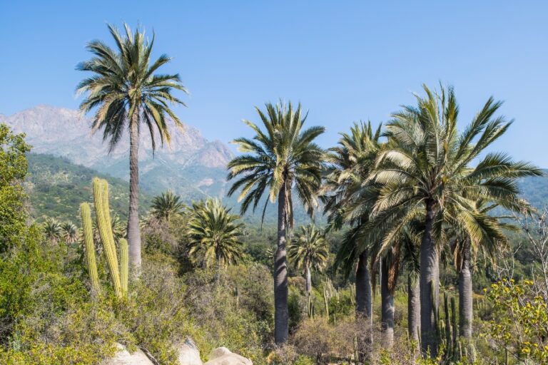 <strong>Palmas de Ocoa: un fascinante paseo por el palmar más grande de Chile</strong>